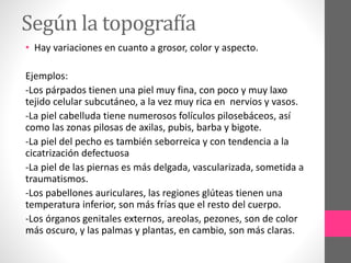 Según la topografía
• Hay variaciones en cuanto a grosor, color y aspecto.
Ejemplos:
-Los párpados tienen una piel muy fina, con poco y muy laxo
tejido celular subcutáneo, a la vez muy rica en nervios y vasos.
-La piel cabelluda tiene numerosos folículos pilosebáceos, así
como las zonas pilosas de axilas, pubis, barba y bigote.
-La piel del pecho es también seborreica y con tendencia a la
cicatrización defectuosa
-La piel de las piernas es más delgada, vascularizada, sometida a
traumatismos.
-Los pabellones auriculares, las regiones glúteas tienen una
temperatura inferior, son más frías que el resto del cuerpo.
-Los órganos genitales externos, areolas, pezones, son de color
más oscuro, y las palmas y plantas, en cambio, son más claras.
 
