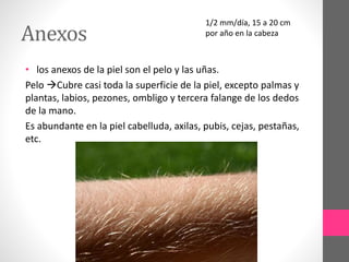 Anexos
• los anexos de la piel son el pelo y las uñas.
Pelo Cubre casi toda la superficie de la piel, excepto palmas y
plantas, labios, pezones, ombligo y tercera falange de los dedos
de la mano.
Es abundante en la piel cabelluda, axilas, pubis, cejas, pestañas,
etc.
1/2 mm/día, 15 a 20 cm
por año en la cabeza
 