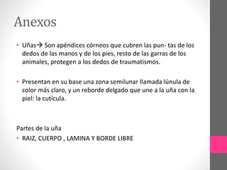 Anexos
• Uñas Son apéndices córneos que cubren las pun- tas de los
dedos de las manos y de los pies, resto de las garras de los
animales, protegen a los dedos de traumatismos.
• Presentan en su base una zona semilunar llamada lúnula de
color más claro, y un reborde delgado que une a la uña con la
piel: la cutícula.
Partes de la uña
• RAIZ, CUERPO , LAMINA Y BORDE LIBRE
 