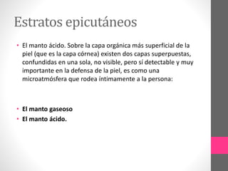 Estratos epicutáneos
• El manto ácido. Sobre la capa orgánica más superficial de la
piel (que es la capa córnea) existen dos capas superpuestas,
confundidas en una sola, no visible, pero sí detectable y muy
importante en la defensa de la piel, es como una
microatmósfera que rodea íntimamente a la persona:
• El manto gaseoso
• El manto ácido.
 