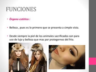 FUNCIONES
• Órgano estético :
• Belleza , pues es lo primero que se presenta a simple vista.
• Desde siempre la piel de los animales sacrificados son para
uso de lujo y belleza que mas por protegernos del frio.
 