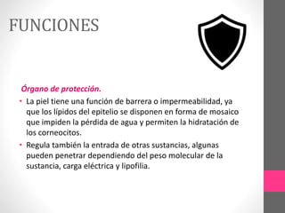 FUNCIONES
Órgano de protección.
• La piel tiene una función de barrera o impermeabilidad, ya
que los lípidos del epitelio se disponen en forma de mosaico
que impiden la pérdida de agua y permiten la hidratación de
los corneocitos.
• Regula también la entrada de otras sustancias, algunas
pueden penetrar dependiendo del peso molecular de la
sustancia, carga eléctrica y lipofilia.
 
