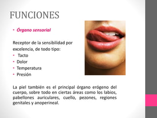 FUNCIONES
• Órgano sensorial
Receptor de la sensibilidad por
excelencia, de todo tipo:
• Tacto
• Dolor
• Temperatura
• Presión
La piel también es el principal órgano erógeno del
cuerpo, sobre todo en ciertas áreas como los labios,
pabellones auriculares, cuello, pezones, regiones
genitales y anoperineal.
 