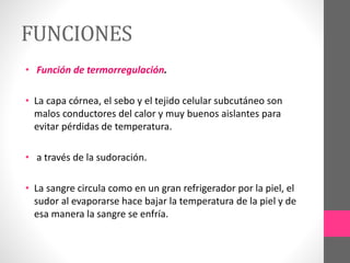 FUNCIONES
• Función de termorregulación.
• La capa córnea, el sebo y el tejido celular subcutáneo son
malos conductores del calor y muy buenos aislantes para
evitar pérdidas de temperatura.
• a través de la sudoración.
• La sangre circula como en un gran refrigerador por la piel, el
sudor al evaporarse hace bajar la temperatura de la piel y de
esa manera la sangre se enfría.
 