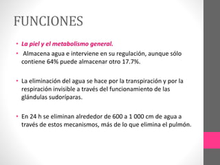 FUNCIONES
• La piel y el metabolismo general.
• Almacena agua e interviene en su regulación, aunque sólo
contiene 64% puede almacenar otro 17.7%.
• La eliminación del agua se hace por la transpiración y por la
respiración invisible a través del funcionamiento de las
glándulas sudoríparas.
• En 24 h se eliminan alrededor de 600 a 1 000 cm de agua a
través de estos mecanismos, más de lo que elimina el pulmón.
 