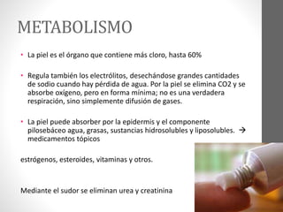 METABOLISMO
• La piel es el órgano que contiene más cloro, hasta 60%
• Regula también los electrólitos, desechándose grandes cantidades
de sodio cuando hay pérdida de agua. Por la piel se elimina CO2 y se
absorbe oxígeno, pero en forma mínima; no es una verdadera
respiración, sino simplemente difusión de gases.
• La piel puede absorber por la epidermis y el componente
pilosebáceo agua, grasas, sustancias hidrosolubles y liposolubles. 
medicamentos tópicos
estrógenos, esteroides, vitaminas y otros.
Mediante el sudor se eliminan urea y creatinina
 