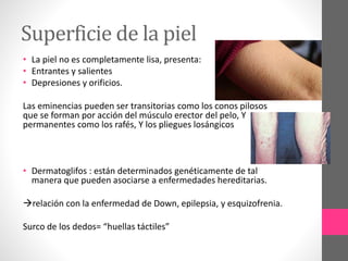 Superficie de la piel
• La piel no es completamente lisa, presenta:
• Entrantes y salientes
• Depresiones y orificios.
Las eminencias pueden ser transitorias como los conos pilosos
que se forman por acción del músculo erector del pelo, Y
permanentes como los rafés, Y los pliegues losángicos
• Dermatoglifos : están determinados genéticamente de tal
manera que pueden asociarse a enfermedades hereditarias.
relación con la enfermedad de Down, epilepsia, y esquizofrenia.
Surco de los dedos= “huellas táctiles”
 