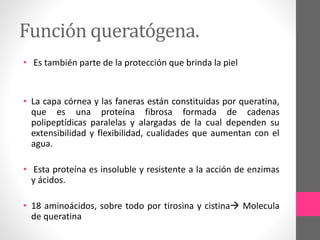 Función queratógena.
• Es también parte de la protección que brinda la piel
• La capa córnea y las faneras están constituidas por queratina,
que es una proteína fibrosa formada de cadenas
polipeptídicas paralelas y alargadas de la cual dependen su
extensibilidad y flexibilidad, cualidades que aumentan con el
agua.
• Esta proteína es insoluble y resistente a la acción de enzimas
y ácidos.
• 18 aminoácidos, sobre todo por tirosina y cistina Molecula
de queratina
 