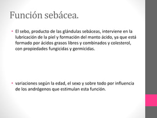 Función sebácea.
• El sebo, producto de las glándulas sebáceas, interviene en la
lubricación de la piel y formación del manto ácido, ya que está
formado por ácidos grasos libres y combinados y colesterol,
con propiedades fungicidas y germicidas.
• variaciones según la edad, el sexo y sobre todo por influencia
de los andrógenos que estimulan esta función.
 