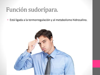 Función sudorípara.
• Está ligada a la termorregulación y al metabolismo hidrosalino.
 