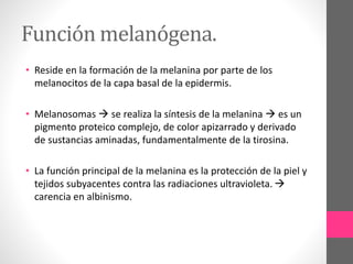 Función melanógena.
• Reside en la formación de la melanina por parte de los
melanocitos de la capa basal de la epidermis.
• Melanosomas  se realiza la síntesis de la melanina  es un
pigmento proteico complejo, de color apizarrado y derivado
de sustancias aminadas, fundamentalmente de la tirosina.
• La función principal de la melanina es la protección de la piel y
tejidos subyacentes contra las radiaciones ultravioleta. 
carencia en albinismo.
 