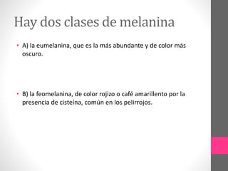 Hay dos clases de melanina
• A) la eumelanina, que es la más abundante y de color más
oscuro.
• B) la feomelanina, de color rojizo o café amarillento por la
presencia de cisteína, común en los pelirrojos.
 