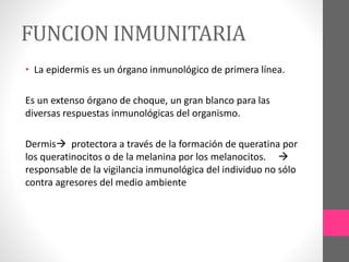 FUNCION INMUNITARIA
• La epidermis es un órgano inmunológico de primera línea.
Es un extenso órgano de choque, un gran blanco para las
diversas respuestas inmunológicas del organismo.
Dermis protectora a través de la formación de queratina por
los queratinocitos o de la melanina por los melanocitos. 
responsable de la vigilancia inmunológica del individuo no sólo
contra agresores del medio ambiente
 