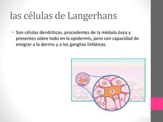las células de Langerhans
• Son células dendríticas, procedentes de la médula ósea y
presentes sobre todo en la epidermis, pero con capacidad de
emigrar a la dermis y a los ganglios linfáticos.
 