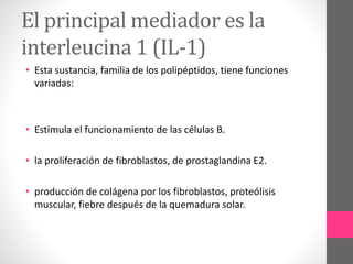 El principal mediador es la
interleucina 1 (IL-1)
• Esta sustancia, familia de los polipéptidos, tiene funciones
variadas:
• Estimula el funcionamiento de las células B.
• la proliferación de fibroblastos, de prostaglandina E2.
• producción de colágena por los fibroblastos, proteólisis
muscular, fiebre después de la quemadura solar.
 