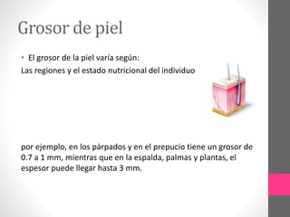 Grosor de piel
• El grosor de la piel varía según:
Las regiones y el estado nutricional del individuo
por ejemplo, en los párpados y en el prepucio tiene un grosor de
0.7 a 1 mm, mientras que en la espalda, palmas y plantas, el
espesor puede llegar hasta 3 mm.
 