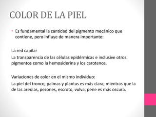 COLOR DE LA PIEL
• Es fundamental la cantidad del pigmento mecánico que
contiene, pero influye de manera importante:
La red capilar
La transparencia de las células epidérmicas e inclusive otros
pigmentos como la hemosiderina y los carotenos.
Variaciones de color en el mismo individuo:
La piel del tronco, palmas y plantas es más clara, mientras que la
de las areolas, pezones, escroto, vulva, pene es más oscura.
 
