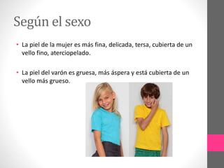 Según el sexo
• La piel de la mujer es más fina, delicada, tersa, cubierta de un
vello fino, aterciopelado.
• La piel del varón es gruesa, más áspera y está cubierta de un
vello más grueso.
 