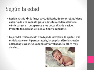 Según la edad
• Recien nacido  Es fina, suave, delicada, de color rojizo. Viene
cubierta de una capa de grasa y detritus celulares llamada
vérnix caseosa , desaparece a los pocos días de nacido.
Presenta también un vello muy fino y abundante.
• La piel del recién nacido está hipodesarrollada, la epider- mis
es delgada y con hiperqueratosis, las papilas dérmicas están
aplanadas y los anexos apenas desarrollados, su pH es más
alcalino.
 