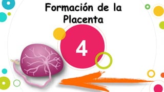 4
Formación de la
Placenta
 