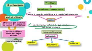 Trofoblasto
mesodermo extraembrionario
entre la capa de trofoblasto y la cavidad del blastocisto
corion
objetivo formar vellosidades que absorban
nutrientes y oxígeno
forma ramificaciones
vellosidades
primarias
Secundarias
Terciarias
13 postfecundación
sincitiotrofoblasto
atravesada por conductos
de lagunas trofoblásticas
sincitiotrofoblasto
invade más tejido
materno
 