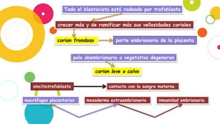 Todo el blastocisto está rodeado por trofoblasto
crecer más y de ramificar más sus vellosidades coriales
corion frondoso parte embrionaria de la placenta
polo abembrionario o vegetativo degeneran
corion leve o calvo
sincitiotrofoblasto contacto con la sangre materna
macrófagos placentarios mesodermo extraembrionario inmunidad embrionaria
 