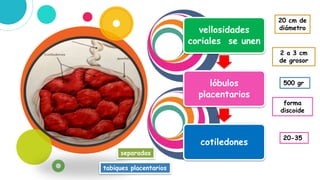 vellosidades
coriales se unen
lóbulos
placentarios
cotiledones
separadas
tabiques placentarios
20-35
20 cm de
diámetro
2 a 3 cm
de grosor
500 gr
forma
discoide
 