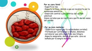 Por su cara fetal:
•Superficie lisa
•Aspecto brilloso, debido a que es recubierta por la
membrana amniótica
•Inserción central o pericéntrica del cordón
umbilical
Vasos coriales que se ramifican a partir de los vasos
del cordón
Por su cara materno:
•Superficie rugosa (por la vellosidades coriales)
•Formada por cotiledones o lóbulos, debemos
corroborar que esta superficie sea íntegra.
Aspecto sangrante, debido a que esta cara es
bañada por la sangre materna.
 
