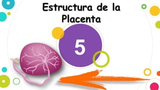 5
Estructura de la
Placenta
 