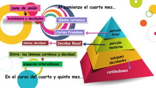 Corion Frondoso
Decidua Basal
lámina corionica
lámina decidual
zona de unión
trofoblasto y deciduales
Entre las láminas coriònica y decidual
espacios intervellosos
Al comienzo el cuarto mes…
En el curso del cuarto y quinto mes…
 