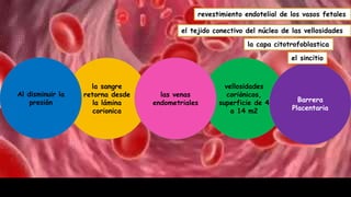 la sangre
retorna desde
la lámina
corionica
vellosidades
coriònicos,
superficie de 4
a 14 m2
las venas
endometriales
Al disminuir la
presión Barrera
Placentaria
revestimiento endotelial de los vasos fetales
el tejido conectivo del núcleo de las vellosidades
la capa citotrofoblastica
el sincitio
 