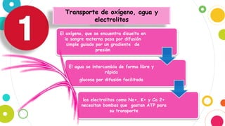 Transporte de oxígeno, agua y
electrolitos
El oxígeno, que se encuentra disuelto en
la sangre materna pasa por difusión
simple guiado por un gradiente de
presión
El agua se intercambia de forma libre y
rápida
glucosa por difusión facilitada
los electrolitos como Na+, K+ y Ca 2+
necesitan bombas que gastan ATP para
su transporte
 