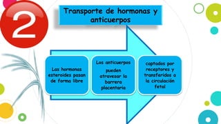 Transporte de hormonas y
anticuerpos
Las hormonas
esteroides pasan
de forma libre
Los anticuerpos
pueden
atravesar la
barrera
placentaria
captados por
receptores y
transferidos a
la circulación
fetal
 