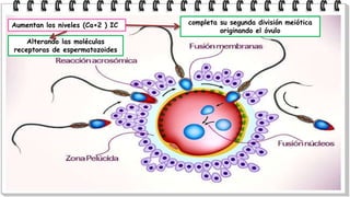 Aumentan los niveles (Ca+2 ) IC
Alterando las moléculas
receptoras de espermatozoides
completa su segunda división meiótica
originando el óvulo
 