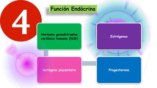 Función Endócrina
Hormona gonadotropina
coriónica humana (hCG)
lactógeno placentario Progesterona
Estrógenos
 