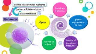 Pronúcleo
Femenino
pierde
rápidamente
la cola
formar el
pronúcleo
masculino
entran en
la fase S
Cigoto
pierden sus envolturas nucleares
primera división mitótica
placa metafásica
blastómeras
 