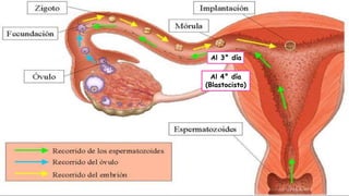 “ Al 3° día
Al 4° día
(Blastocisto)
 