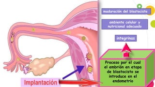 Proceso por el cual
el embrión en etapa
de blastocisto se
introduce en el
endometrio
integrinas
ambiente celular y
nutricional adecuado
maduración del blastocisto
 