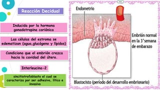 Reacción Decidual
Inducida por la hormona
gonadotropina coriónica
Las células del estroma se
edematizan (agua,glucógeno y lípidos)
Condiciona que el embrión crezca
hacia la cavidad del útero.
Interleucina-2
sincitiotrofoblasto el cual se
caracteriza por ser adhesivo, lítico e
invasivo
 