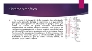 Sistema simpático.
 Se encarga de la inervación de los músculos lisos, el músculo
cardíaco, las glándulas de todo el organismo y es el que controla
gran parte del organismo en situaciones de peligro, estrés y/o
miedo. Su función se puede considerar relativamente
independiente del sistema nervioso somático, pues cuando se
destruyen las conexiones con el sistema nervioso central (SNC) y la
porción periférica del sistema nervioso autónomo, todavía siguen
funcionando las estructuras inervadas por él. Sin embargo, esta
independencia no es total, ya que la actividad del SNA puede ser
aumentada o disminuida por el sistema nervioso central, en
particular, por la corteza cerebral.
 
