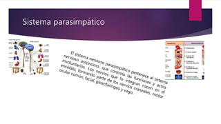 Sistema parasimpático
 