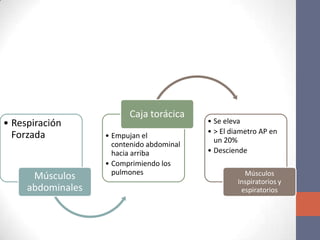 Caja torácica
• Respiración                              • Se eleva
                                           • > El diametro AP en
  Forzada          • Empujan el
                                             un 20%
                     contenido abdominal
                     hacia arriba          • Desciende
                   • Comprimiendo los
                     pulmones                         Músculos
      Músculos                                      Inspiratorios y
     abdominales                                     espiratorios
 