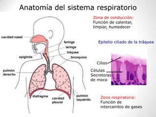 Anatomía del sistema respiratorio
                     Zona de conducción:
                     Función de calentar,
                     limpiar, humedecer


                       Epitelio ciliado de la tráquea




                      Cilios
                    Células
                    Secretoras
                    de moco



                        Zona respiratoria:
                        Función de
                        intercambio de gases
 