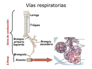 Z.Resp   Zona de conducción
                              Vías respiratorias
 