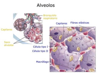 Alveolos

                      Bronquiolo
                      respiratorio

                                Capilares   Fibras elásticas

Capilares




  Saco
  alveolar
             Célula tipo I
             Célula tipo II



                Macrófago
 