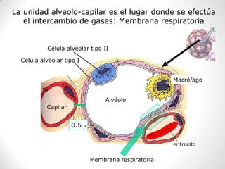 La unidad alveolo-capilar es el lugar donde se efectúa
   el intercambio de gases: Membrana respiratoria


           Célula alveolar tipo II

  Célula alveolar tipo I


                                                       Macrófago


                                    Alvéolo
           Capilar


                     0.5   m


                                                       eritrocito


                               Membrana respiratoria
 