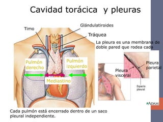Cavidad torácica y pleuras
                               Glándulatiroides
      Timo
                                     Tráquea
                                       La pleura es una membrana de
                                       doble pared que rodea cada
                                       pulmón

       Pulmón            Pulmón                              Pleura
       derecho           izquierdo                           parietal
                                                  Pleura
                                                  visceral
                 Mediastino




Cada pulmón está encerrado dentro de un saco
pleural independiente.
 