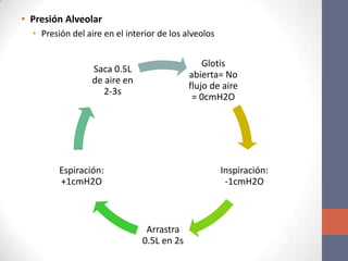 • Presión Alveolar
  • Presión del aire en el interior de los alveolos


                                                Glotis
                  Saca 0.5L
                                            abierta= No
                  de aire en
                                            flujo de aire
                     2-3s
                                             = 0cmH2O




         Espiración:                                  Inspiración:
         +1cmH2O                                       -1cmH2O



                                Arrastra
                               0.5L en 2s
 