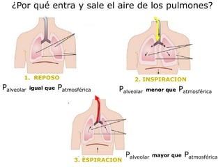 ¿Por qué entra y sale el aire de los pulmones?




        1. REPOSO                               2. INSPIRACION
Palveolar   igual que   Patmosférica     Palveolar   menor que   Patmosférica




                                             Palveolar   mayor que   Patmosférica
                             3. ESPIRACION
 