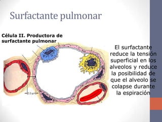Surfactante pulmonar
Célula II. Productora de
surfactante pulmonar
                              El surfactante
                           reduce la tensión
                           superficial en los
                           alveolos y reduce
                            la posibilidad de
                           que el alveolo se
                            colapse durante
                               la espiración
 